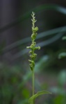 Two-leaved Gennaria
